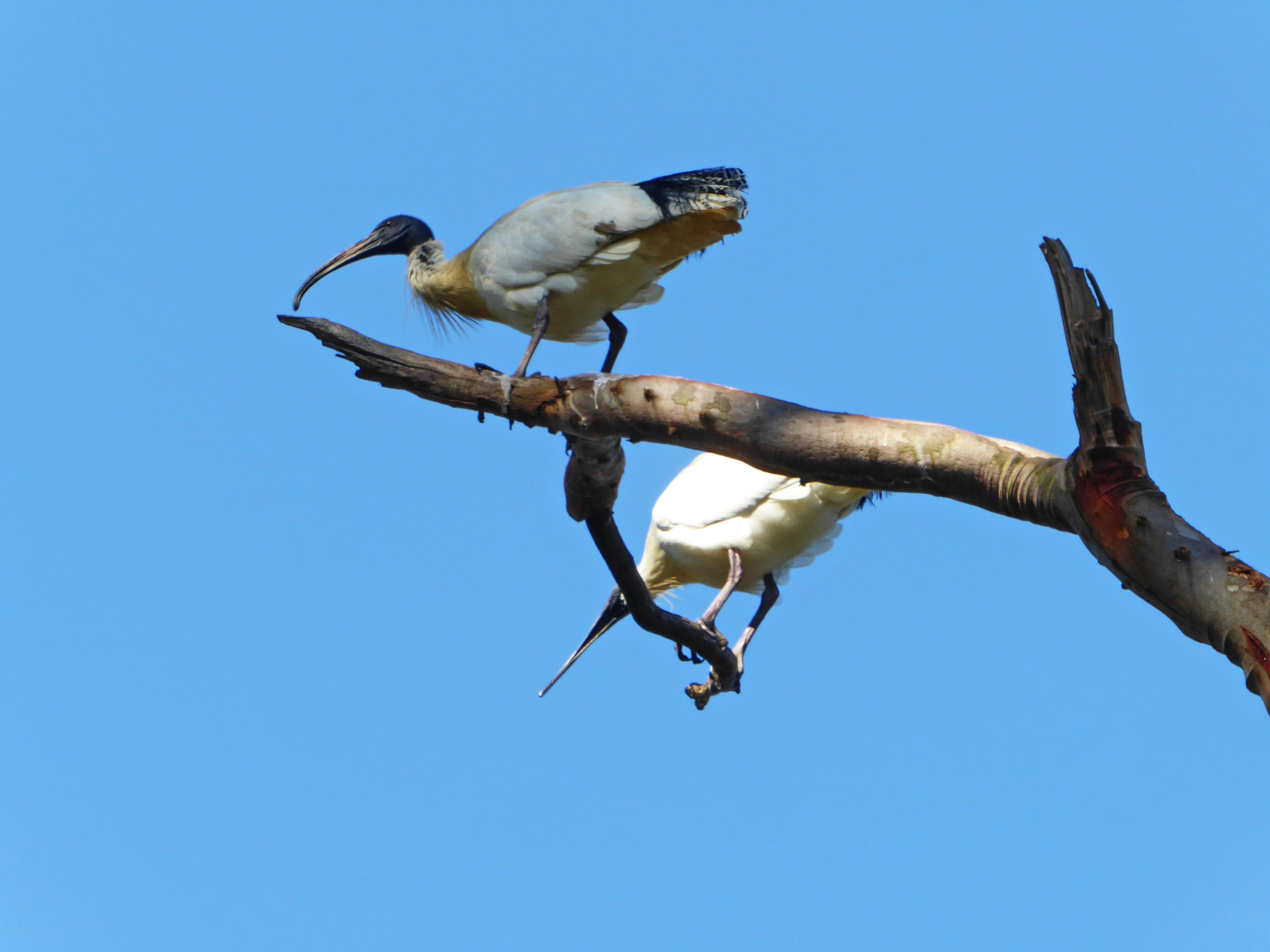 Photo by adriansiaril