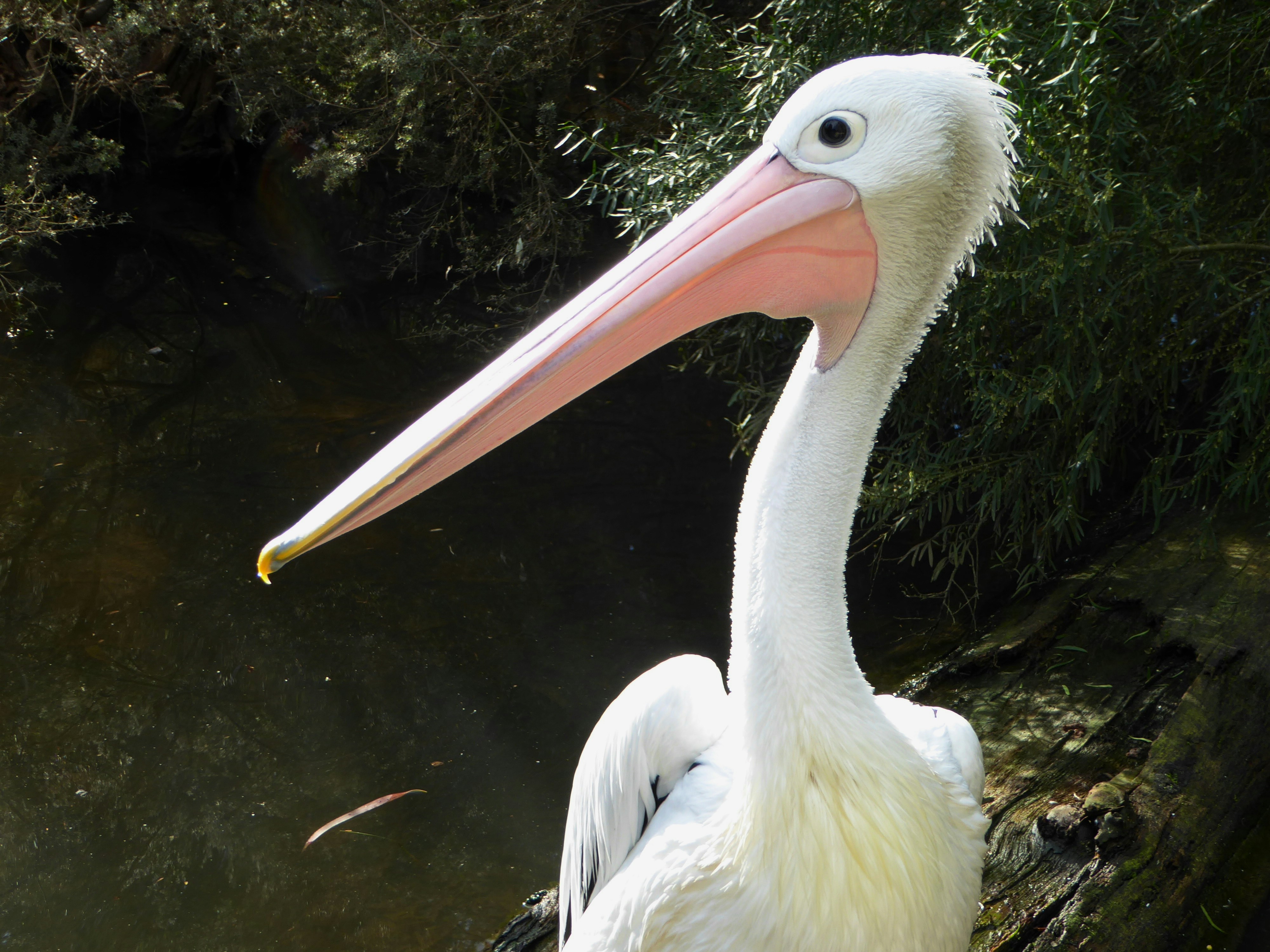 Photo by adriansiaril