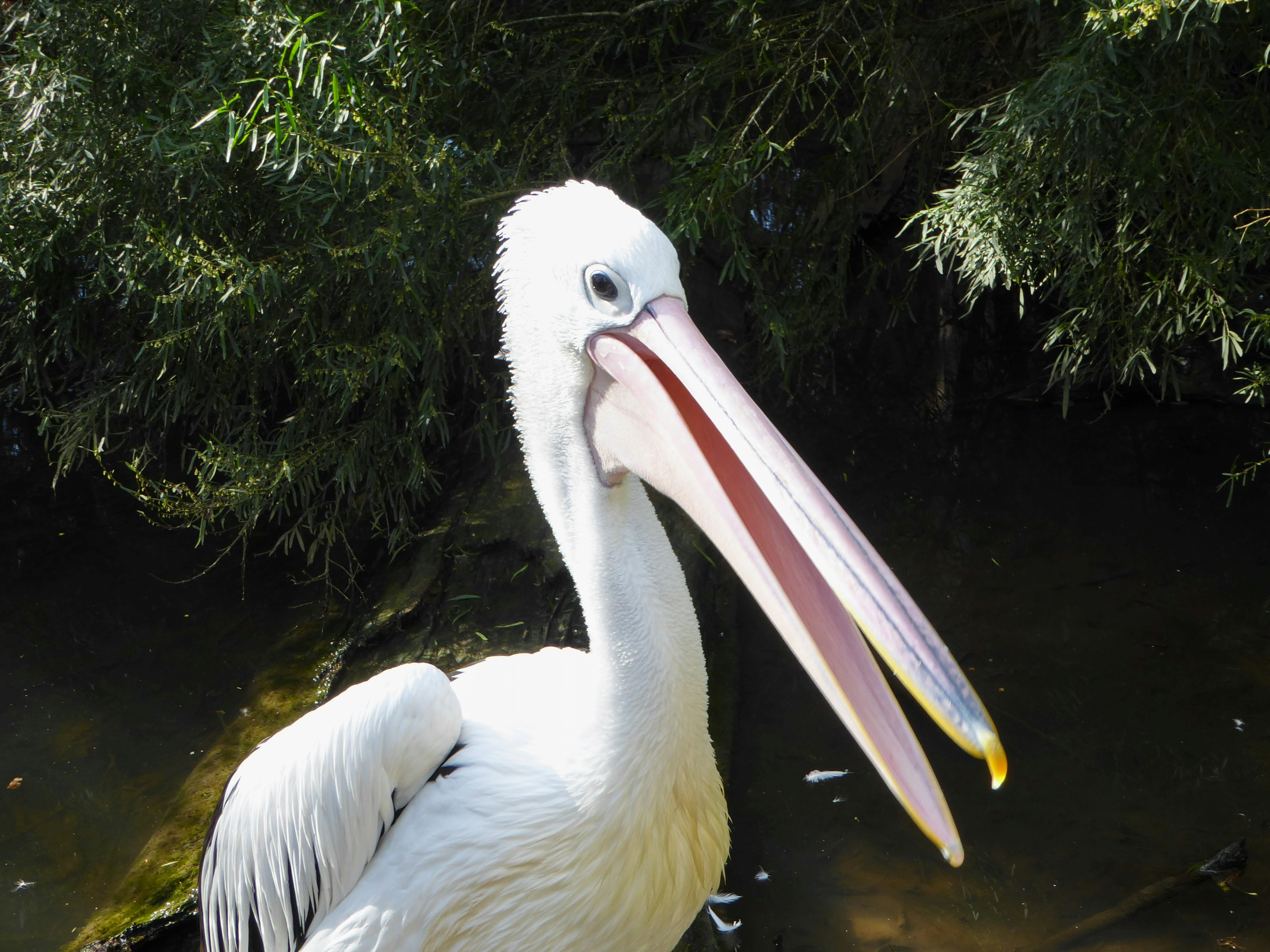 Photo by adriansiaril