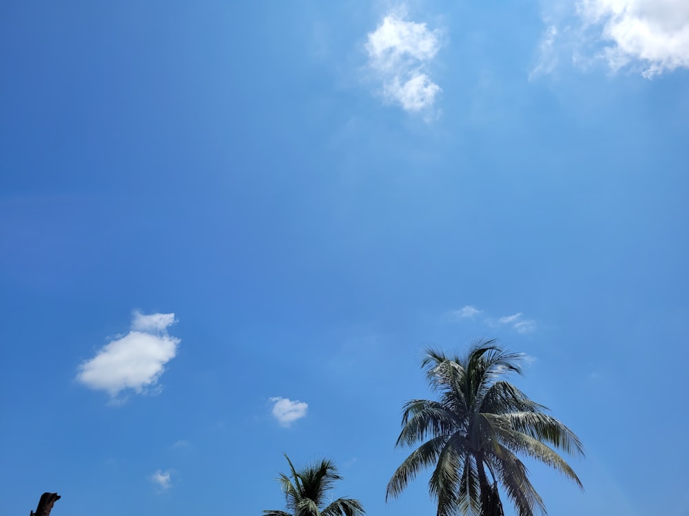 palm trees under a blue sky