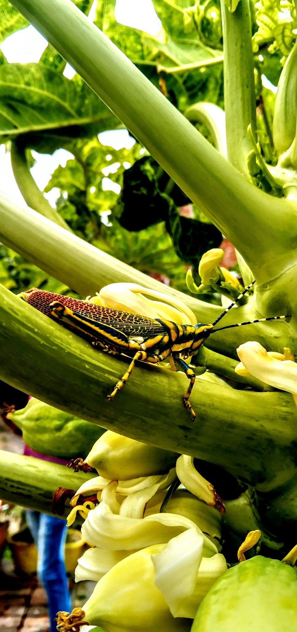 a bug on a flower