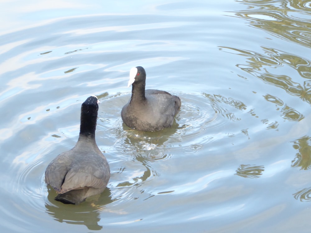 two ducks in a body of water