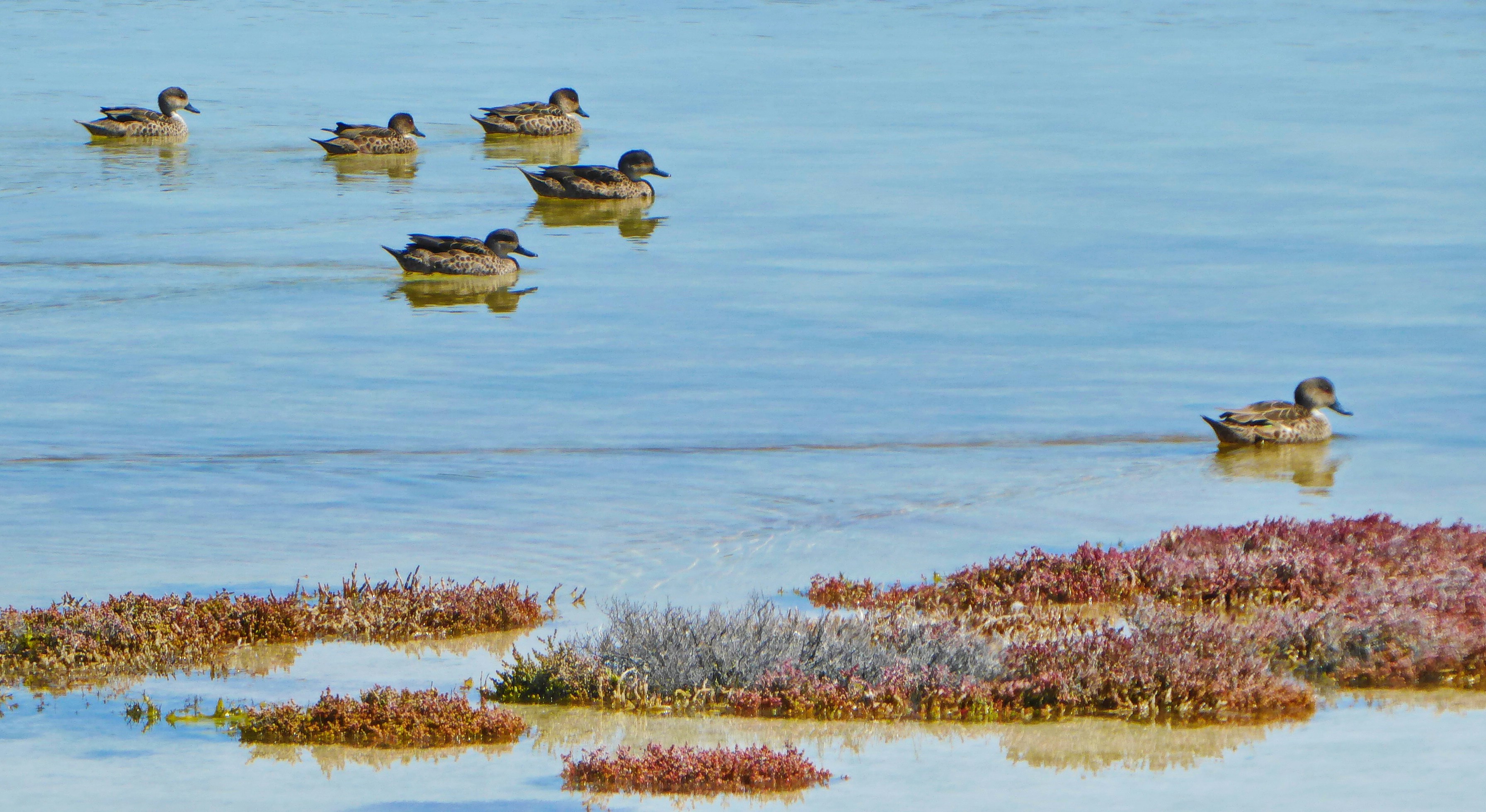 Photo by adriansiaril