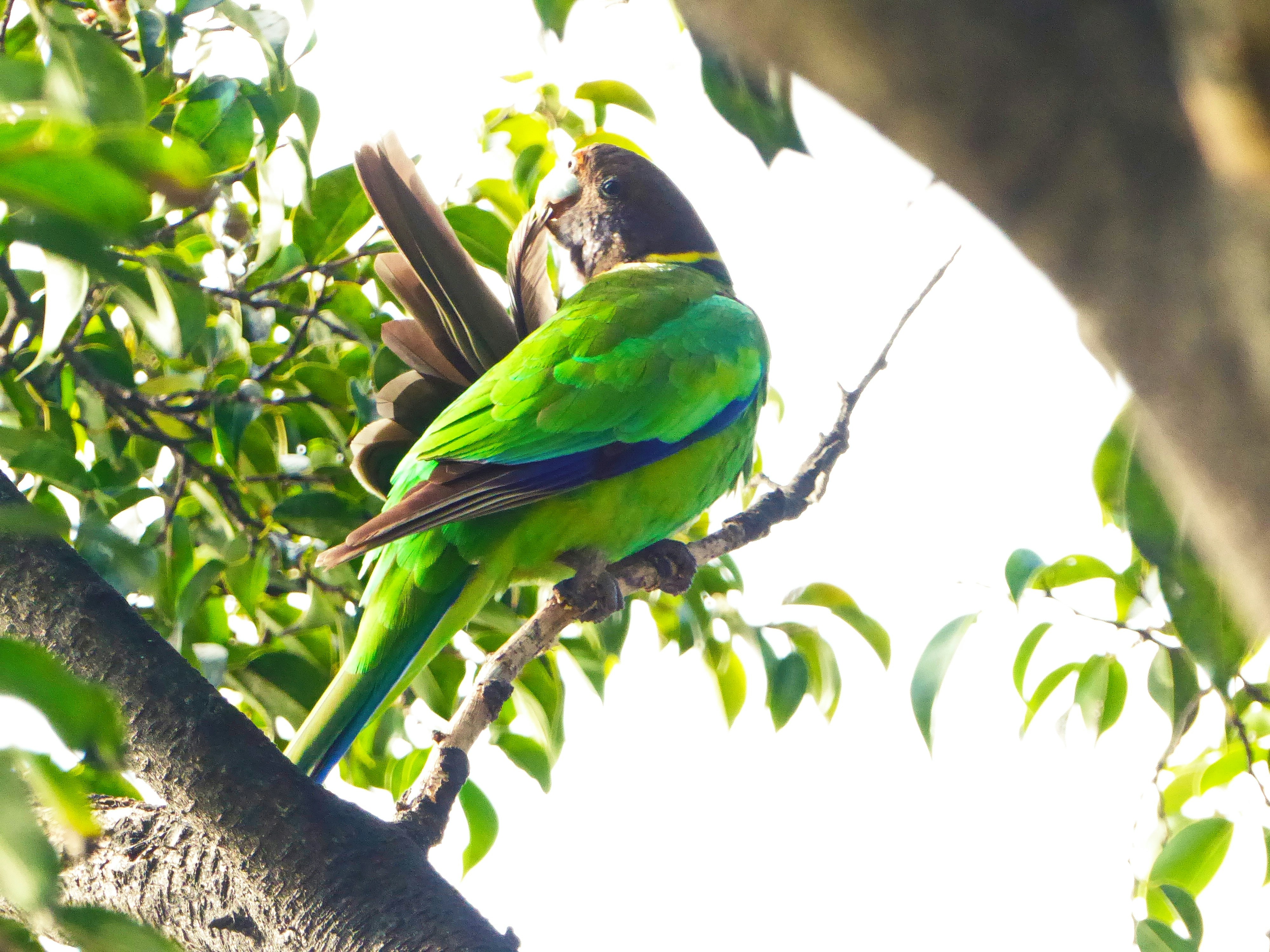 Photo by adriansiaril