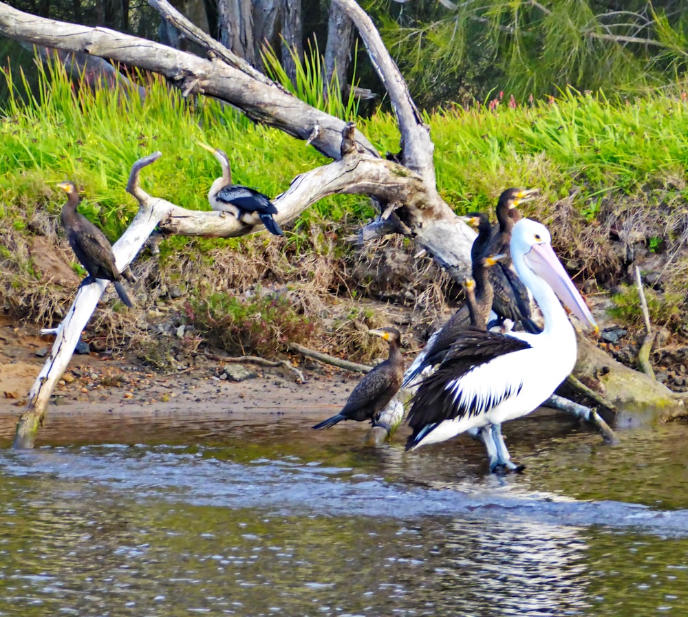 a group of birds on a log in a river