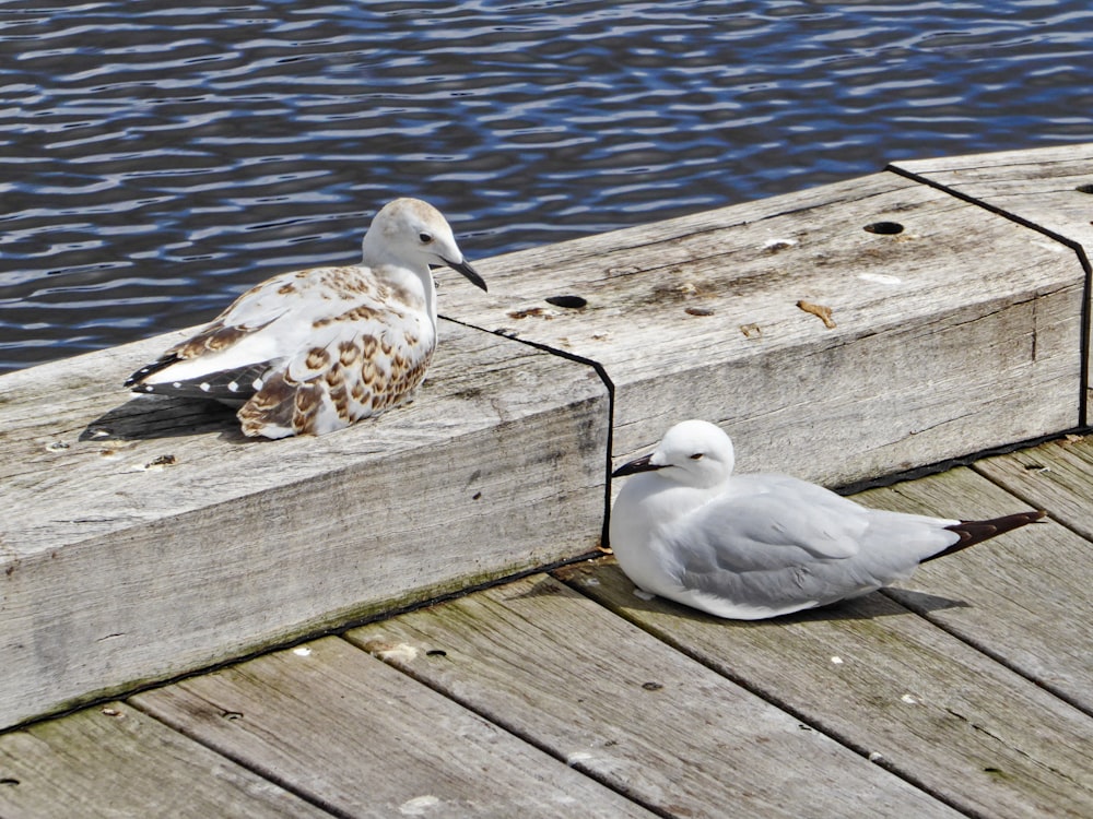 a couple of seagulls on a dock by the water