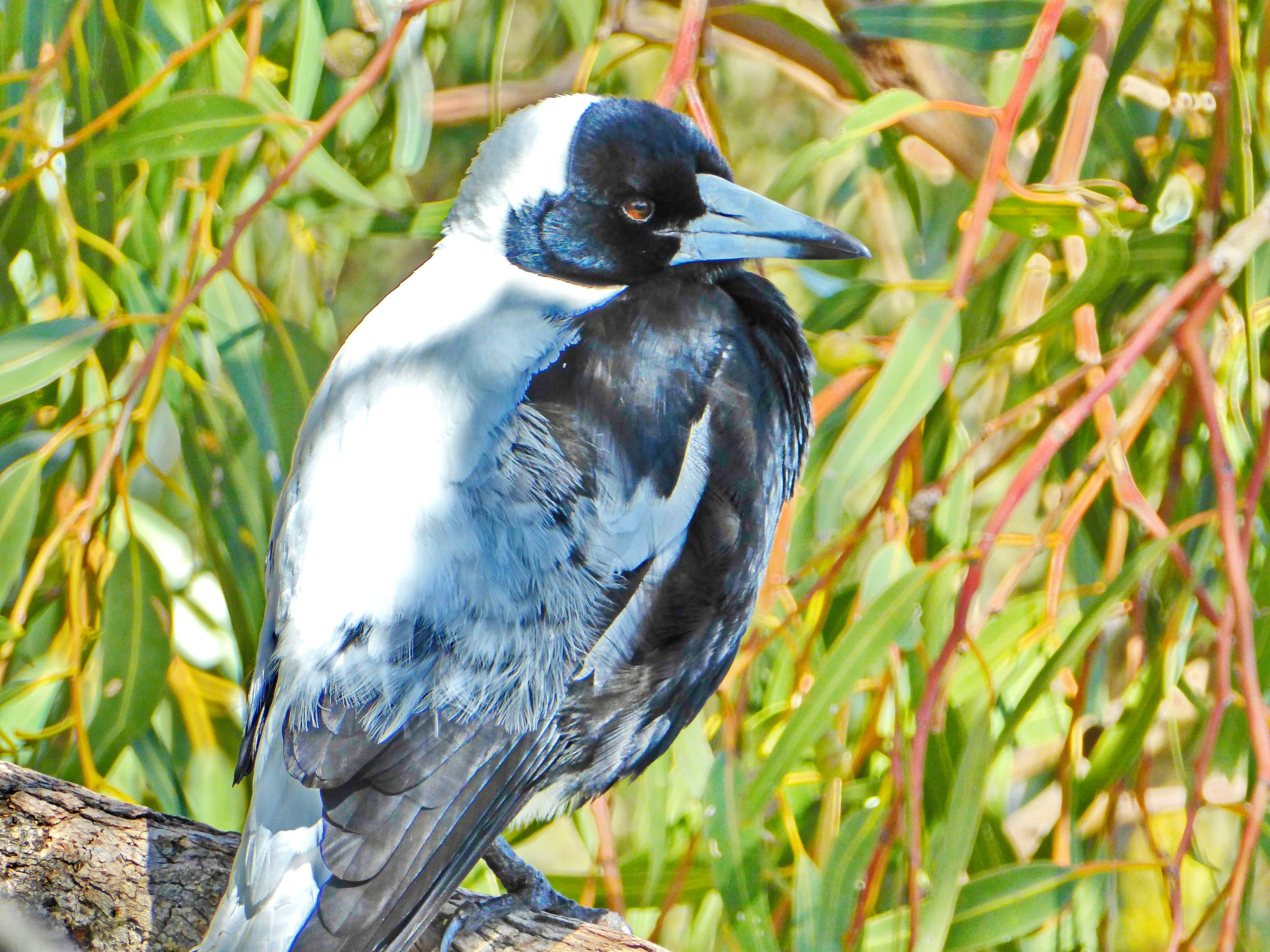 Photo by adriansiaril