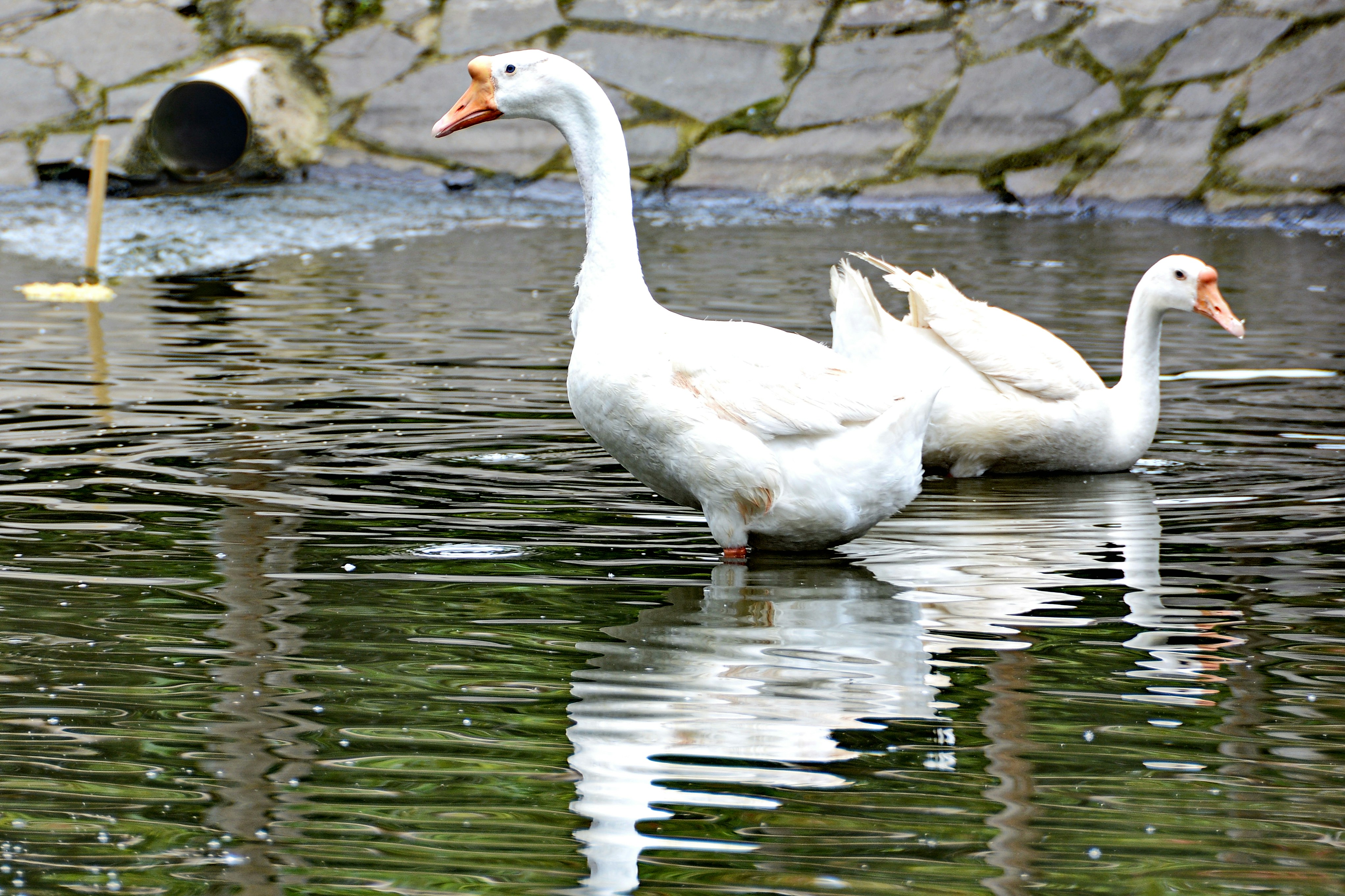 Photo by adriansiaril