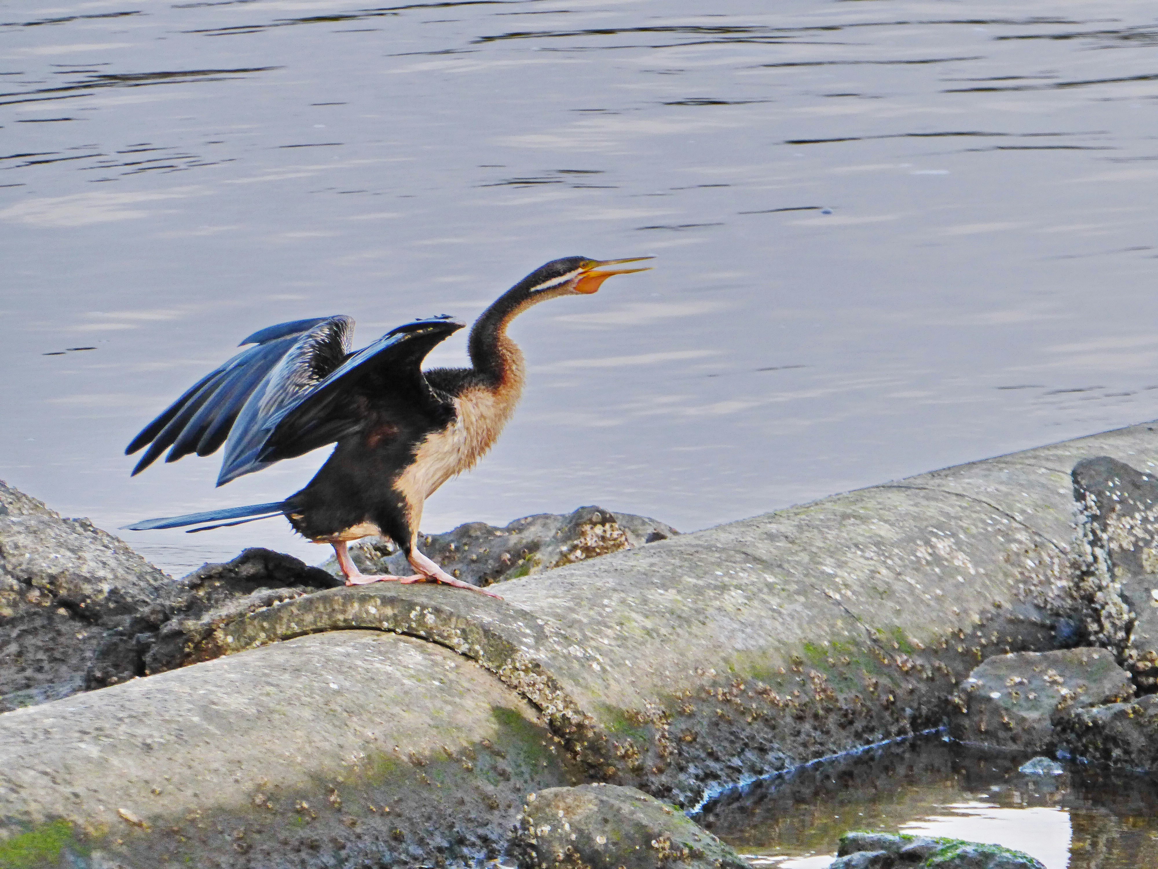 Photo by adriansiaril