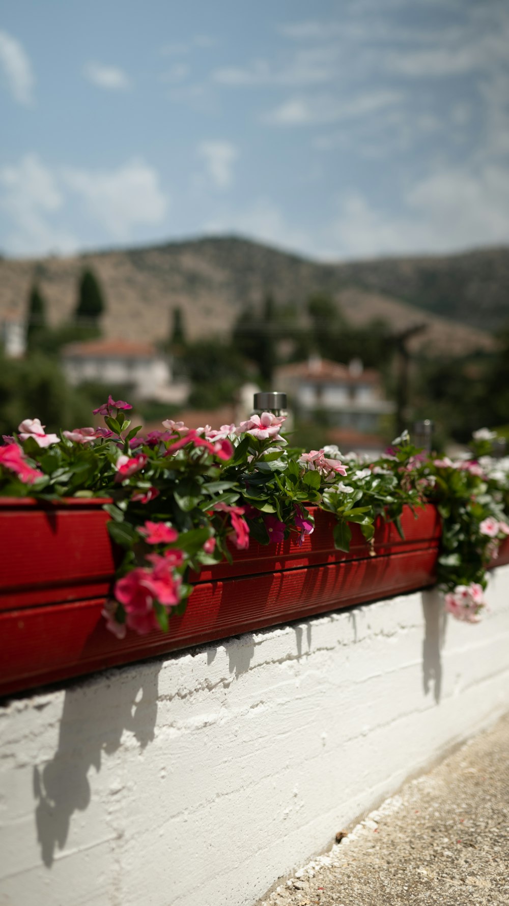 a row of flowers on a wall