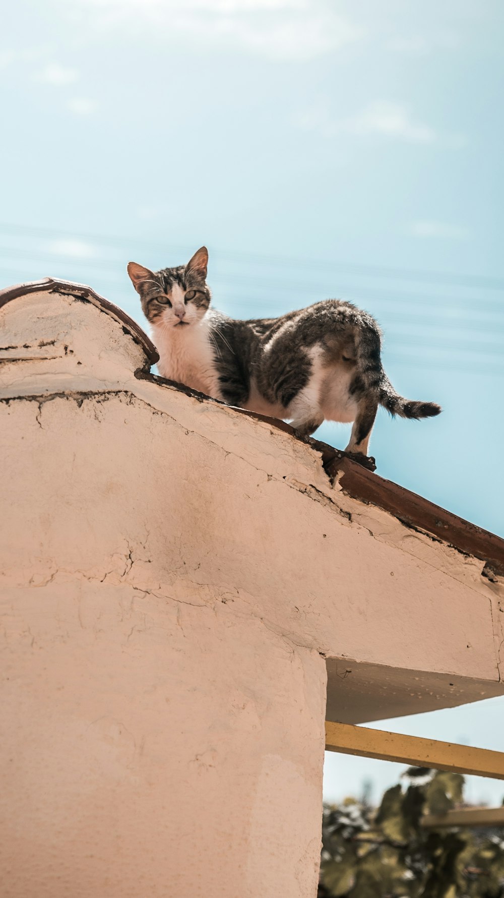 屋根の上に座っている猫