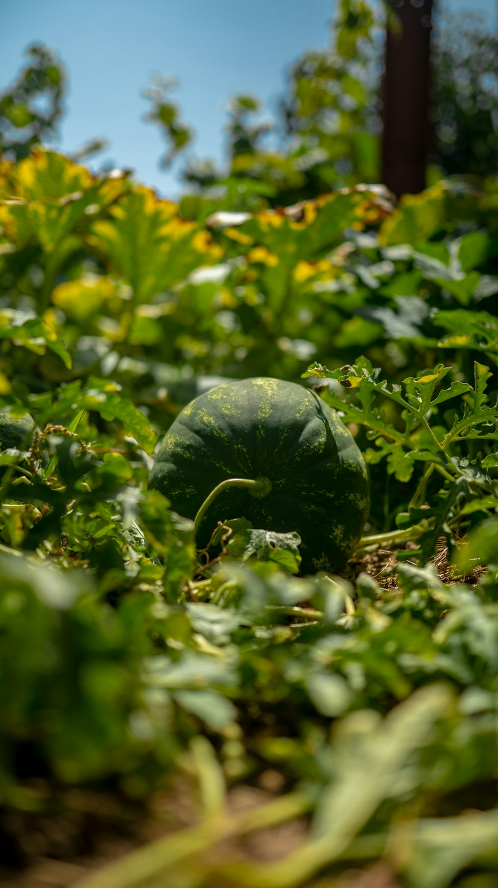a green turtle on a bush