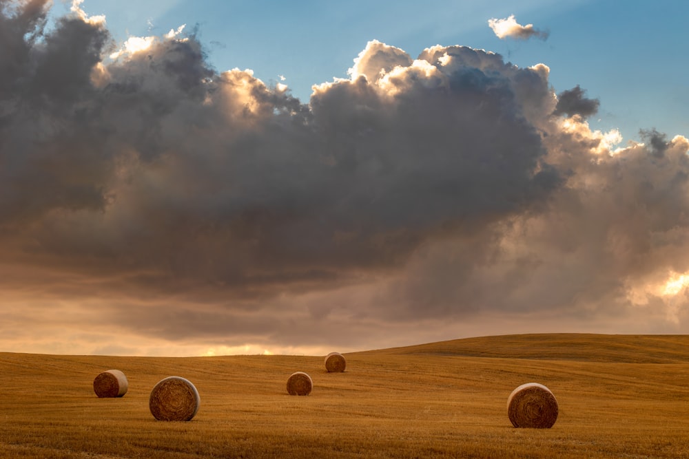 a field of hay bales