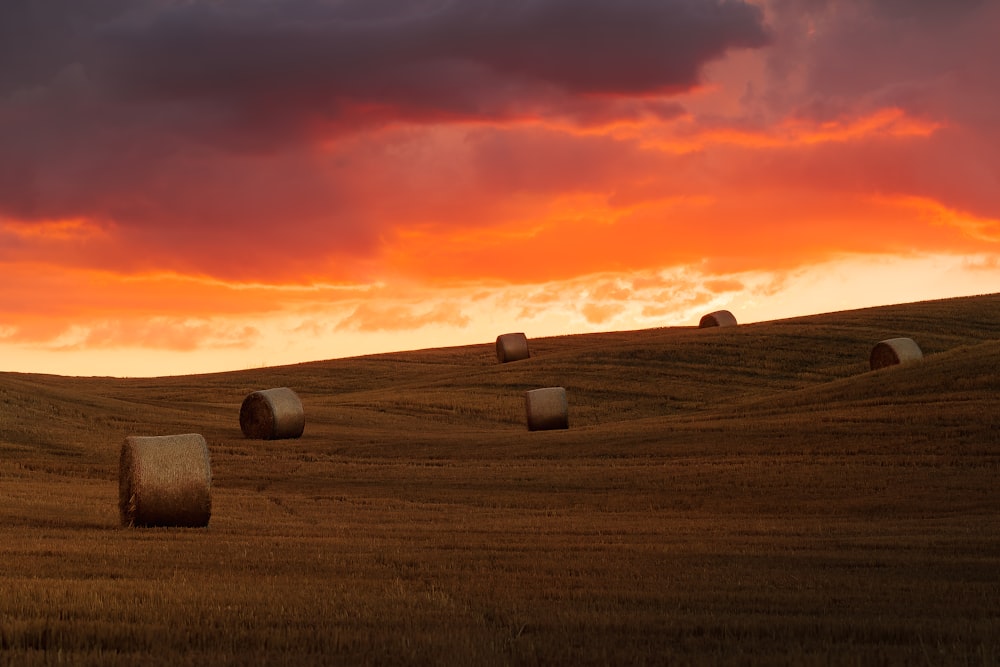 a field of hay bales