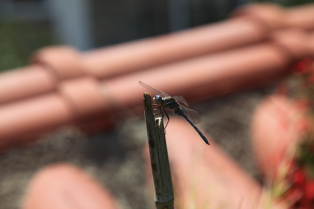 a dragonfly on a finger