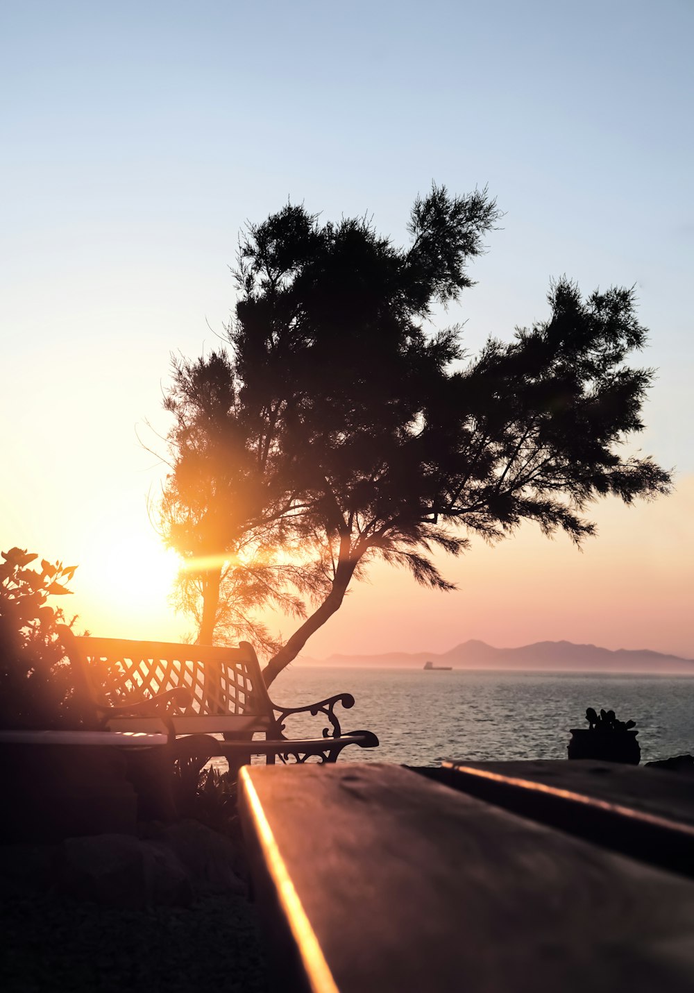 a tree on a dock