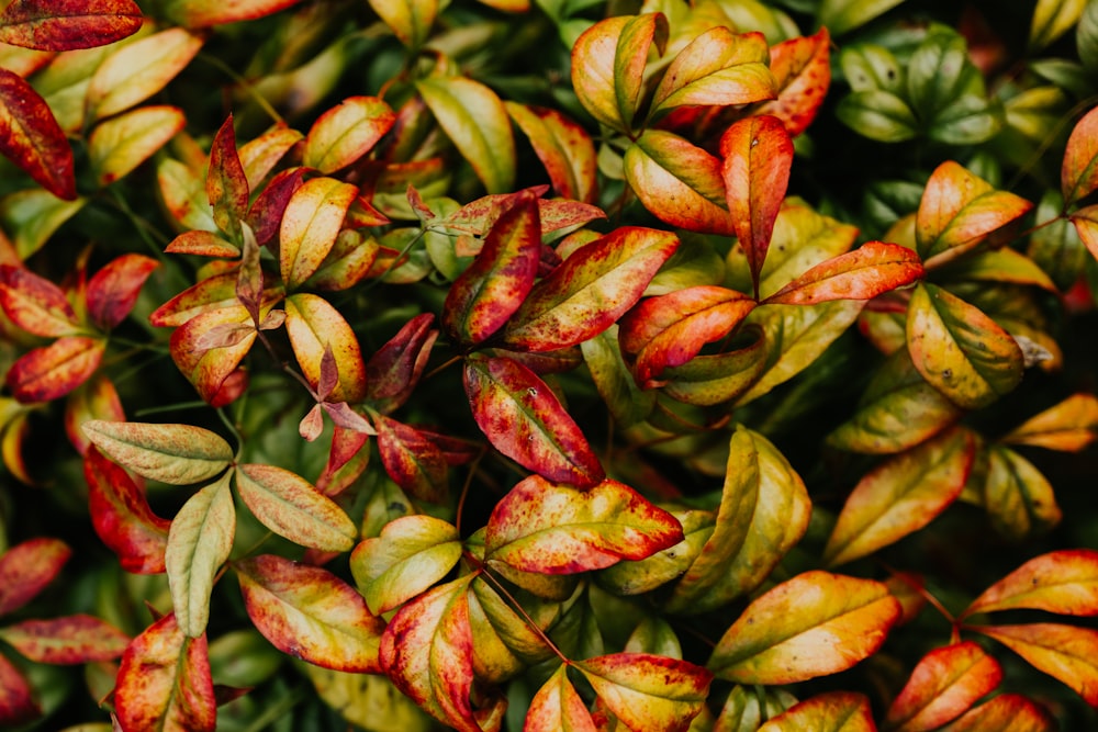 a close up of a plant