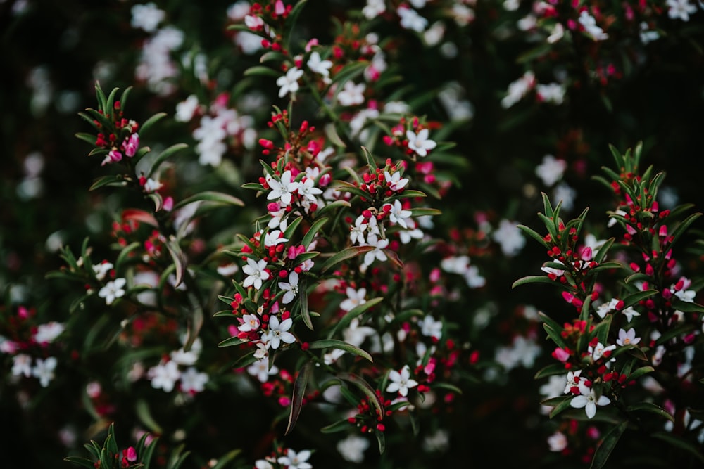 a bush with white flowers