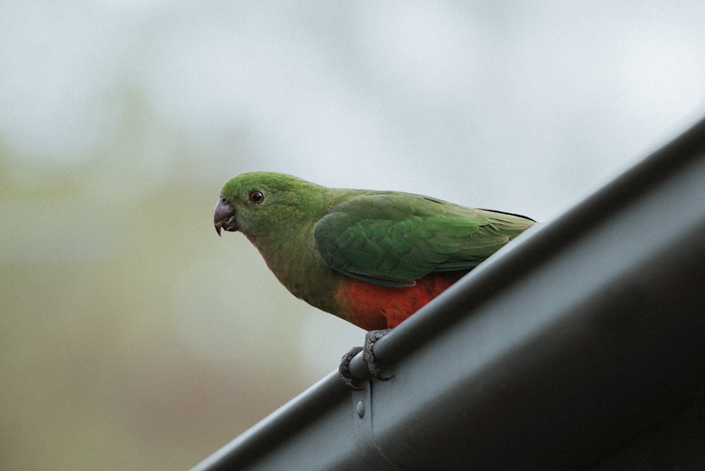 a green bird on a black pole