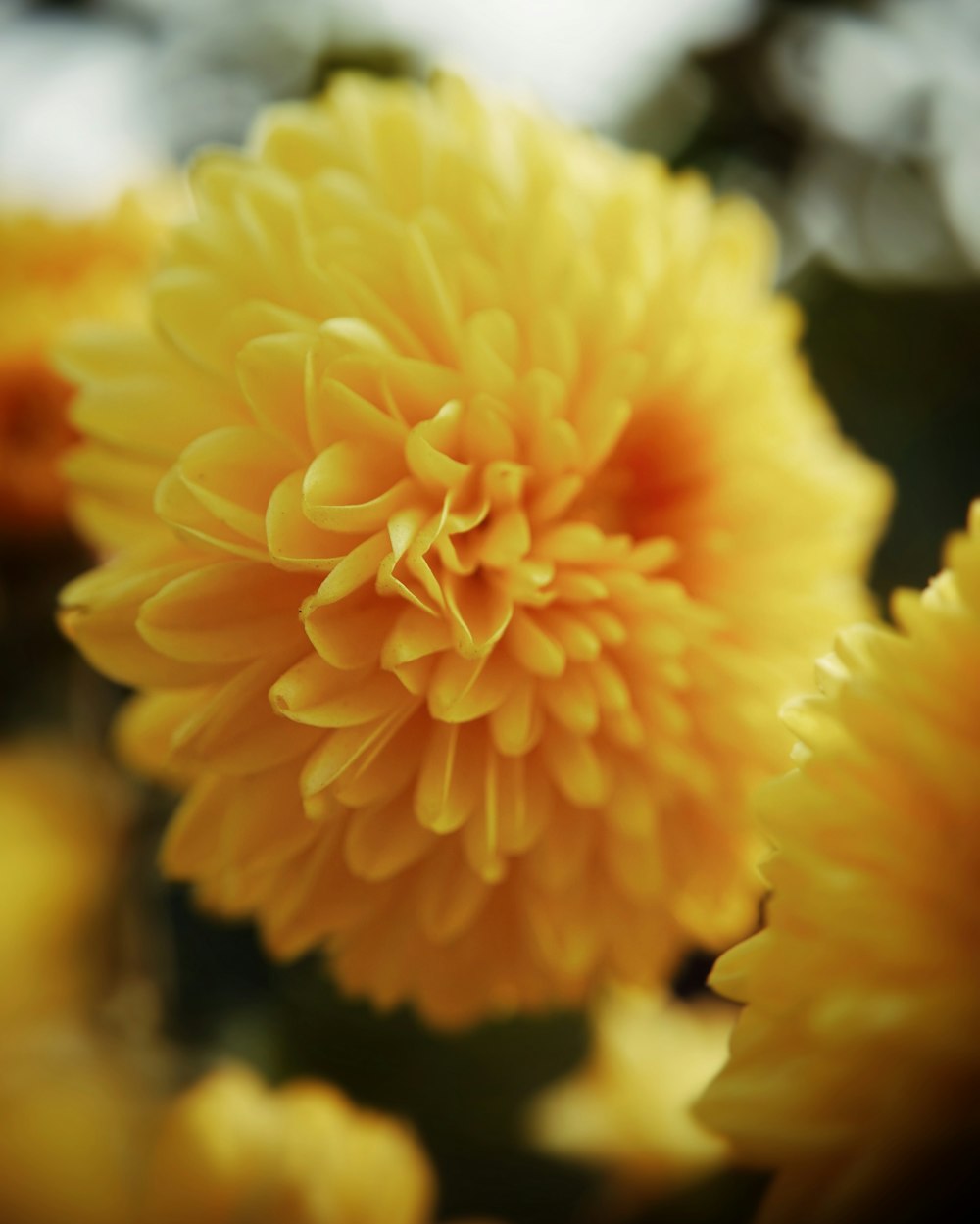 a close up of a flower