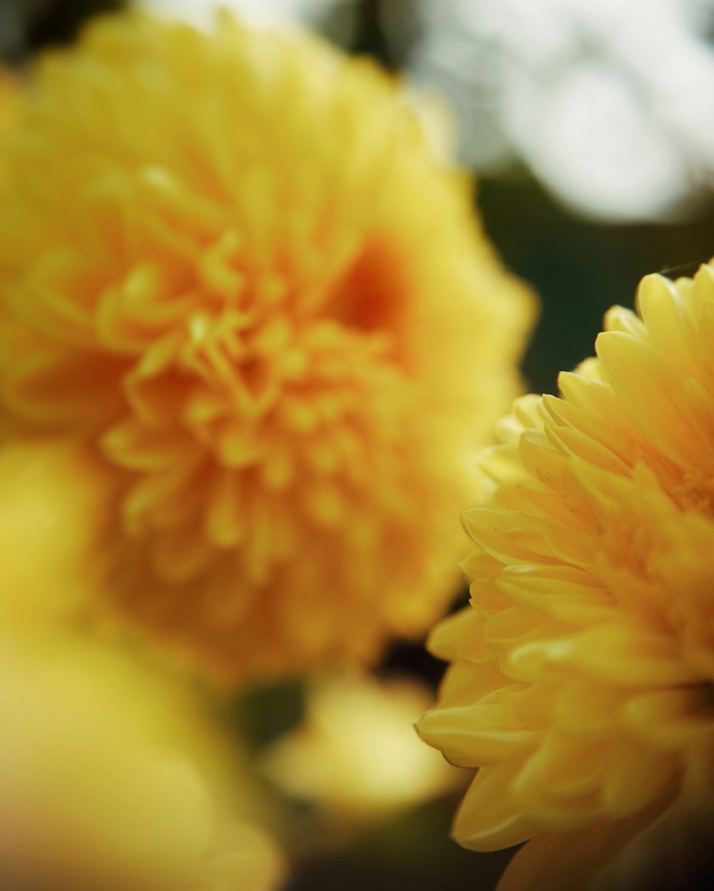 close up of yellow flowers