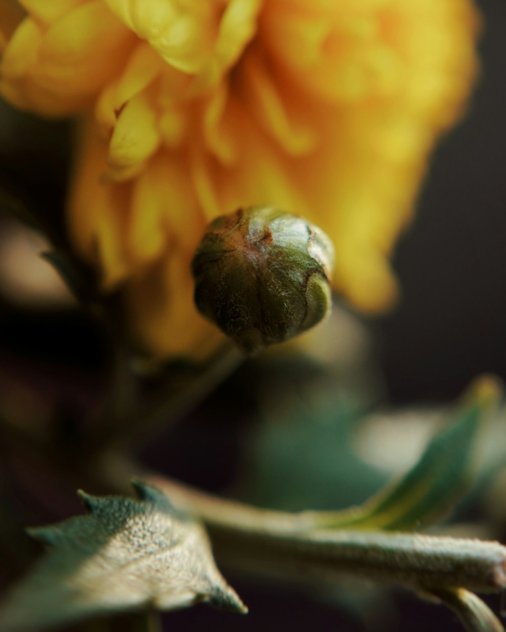 Un escargot sur une fleur