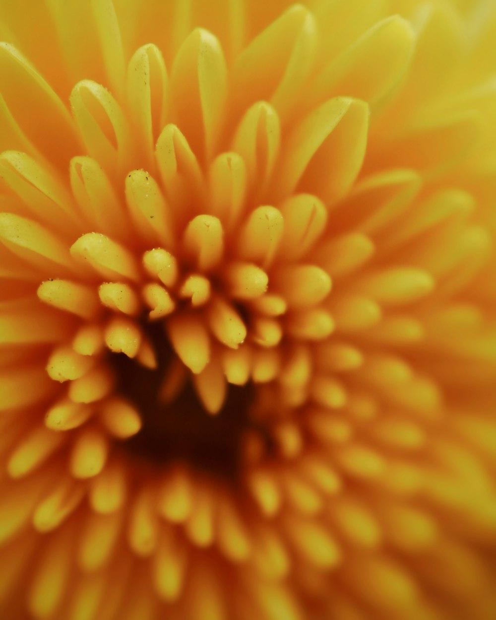 a close up of a flower