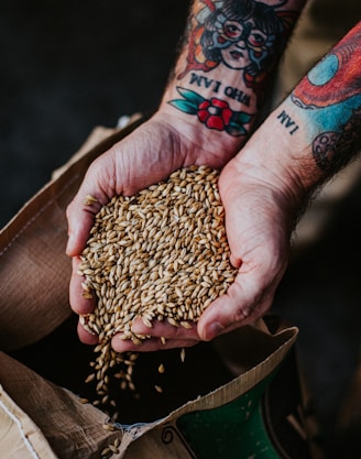 person holding grains