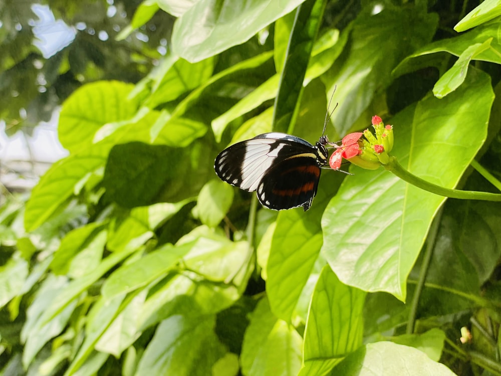 a butterfly on a flower