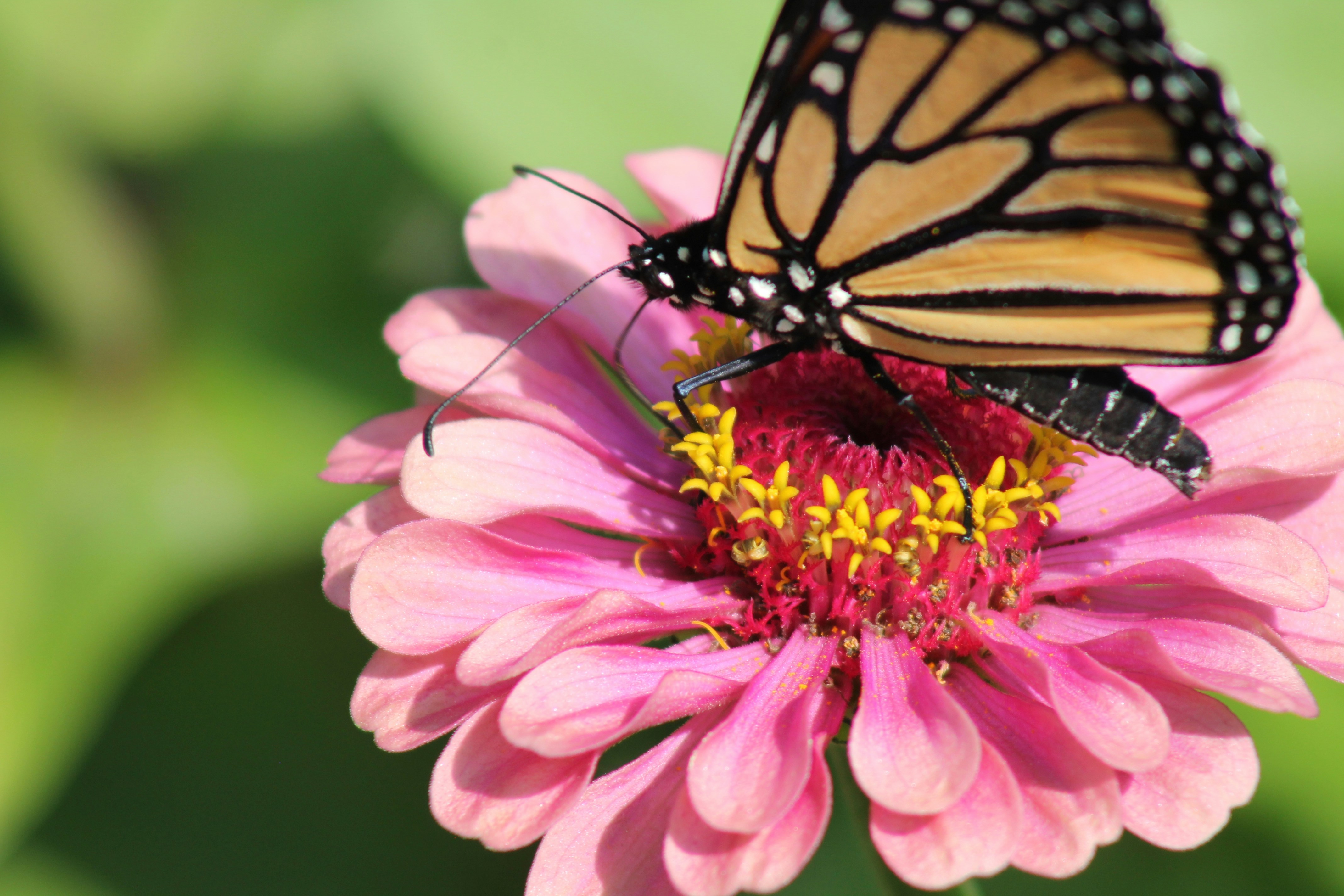 Photo by nicholassorrenti