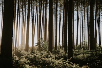 a forest of trees. Greenery and sunlight poking through. Mapleton. Hiking. Mapleton National Park.