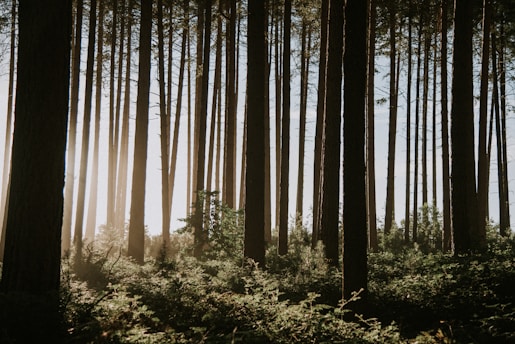 a forest of trees. Greenery and sunlight poking through. Mapleton. Hiking. Mapleton National Park.