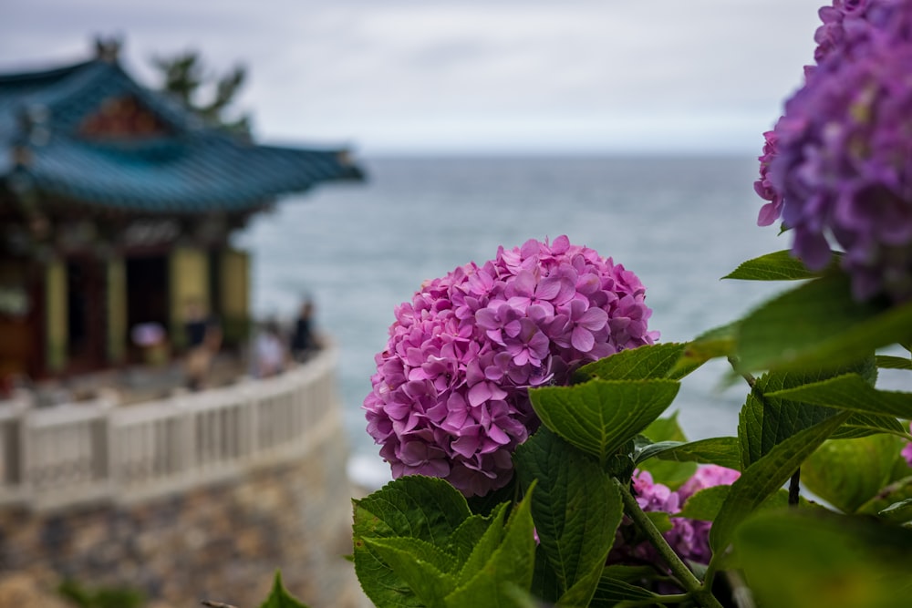 um close-up de algumas flores