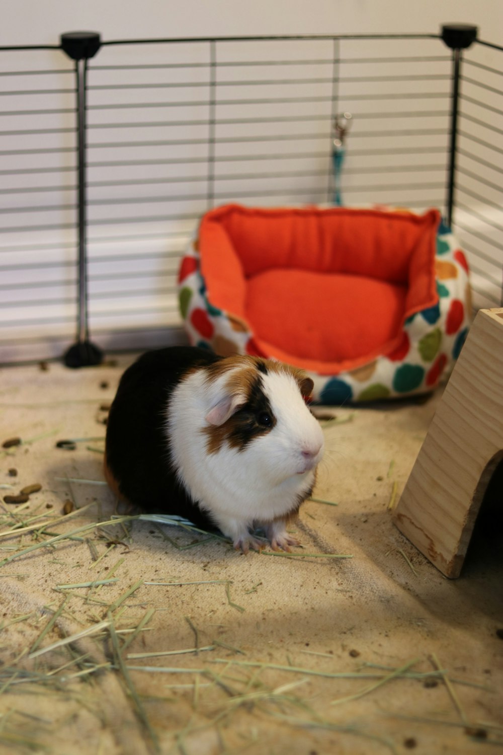 a guinea pig in a cage