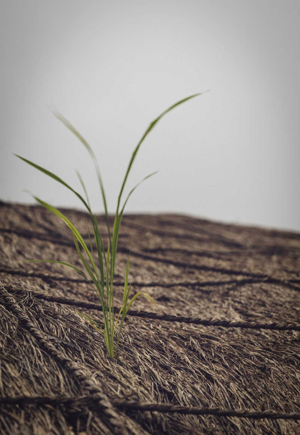 a close-up of a plant