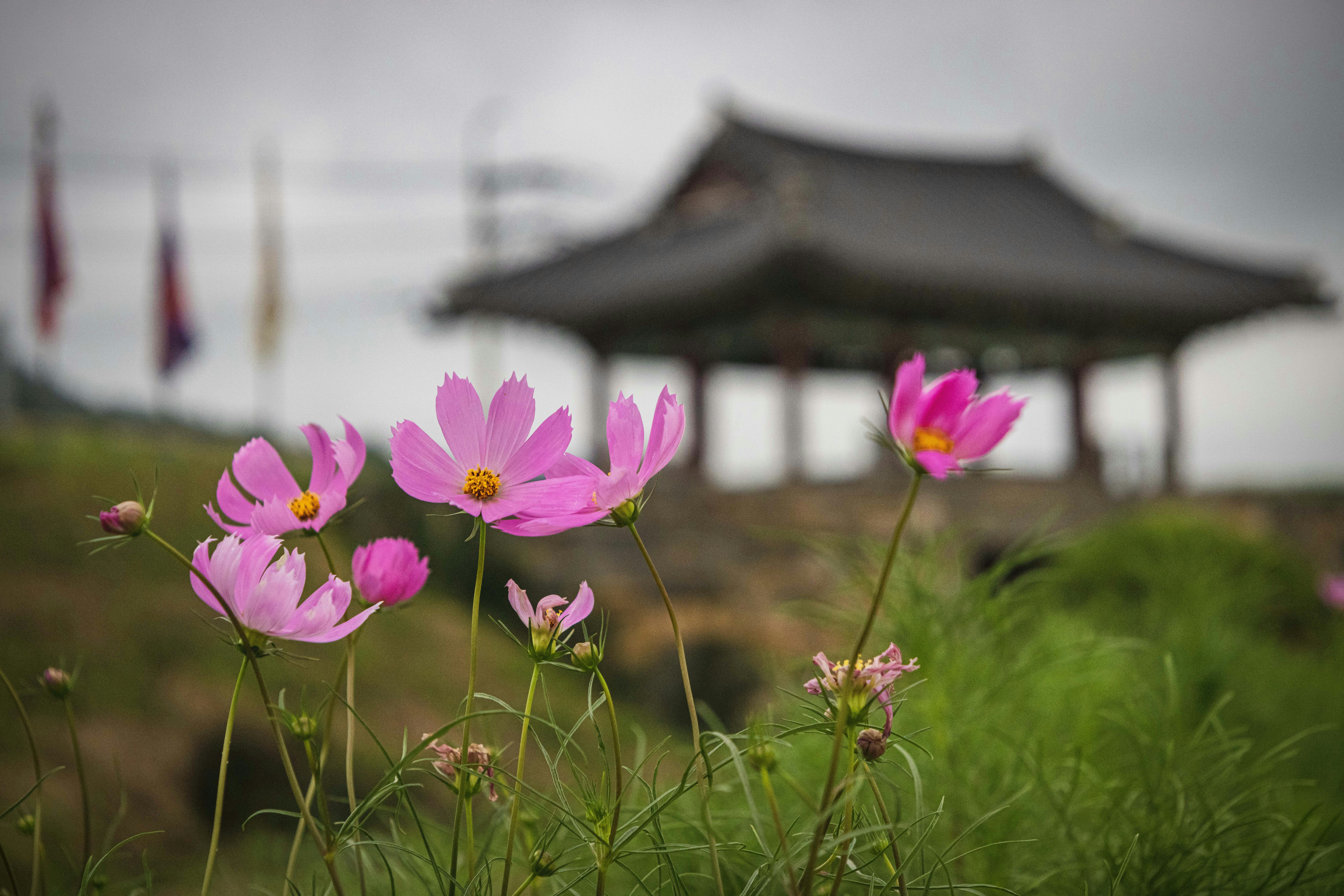 Flowers 2