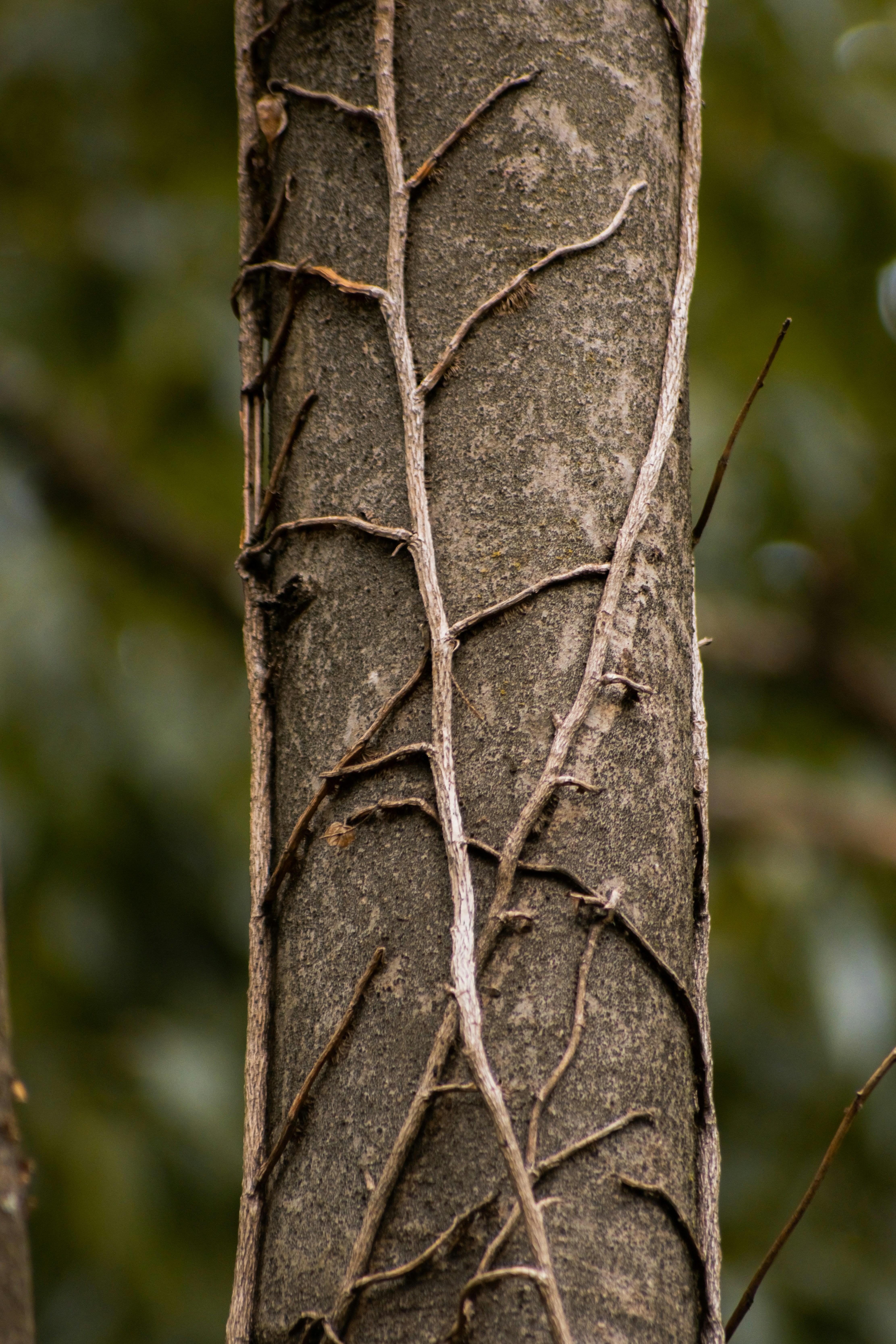 Pueraria Mirifica Root