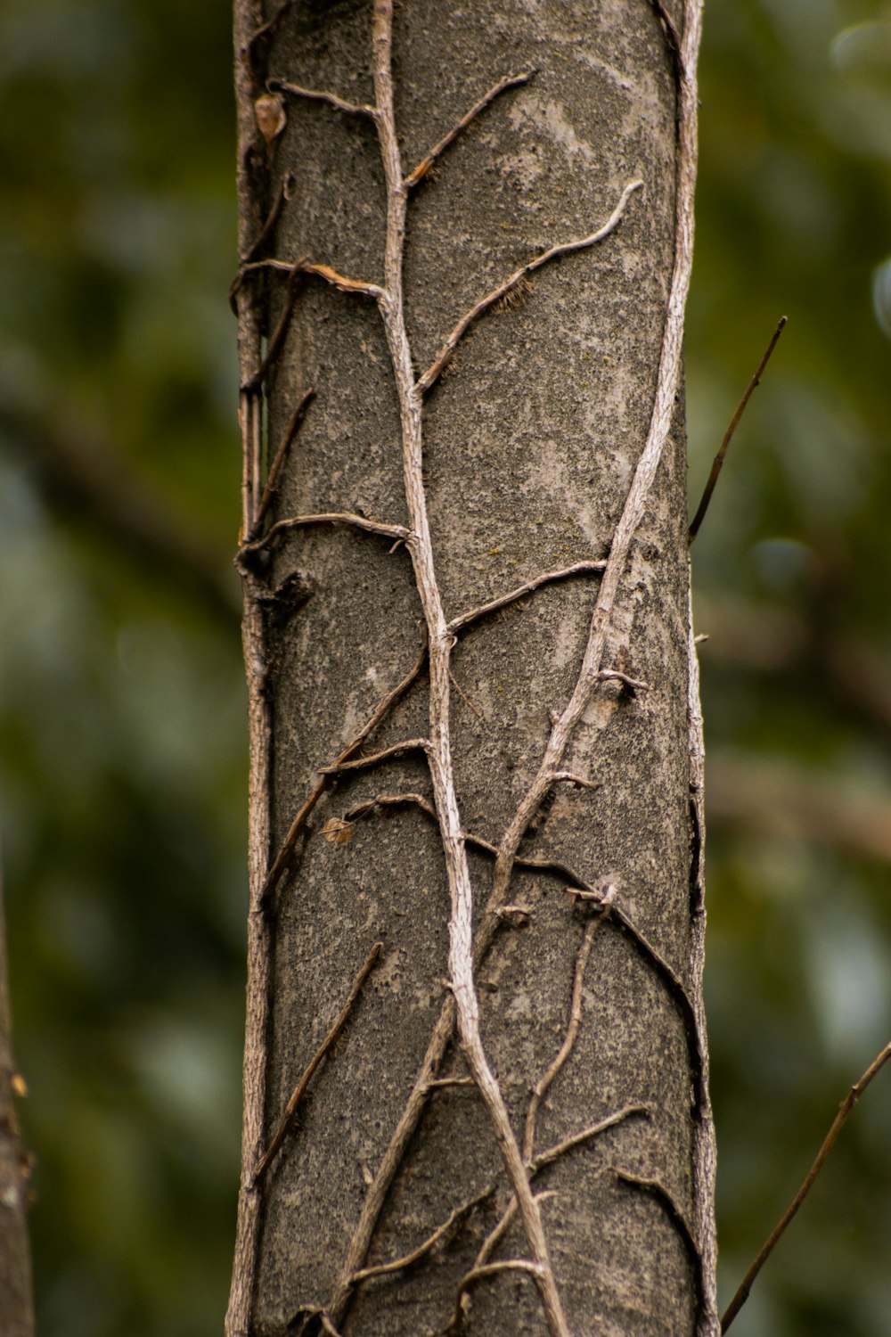 a close up of a tree trunk