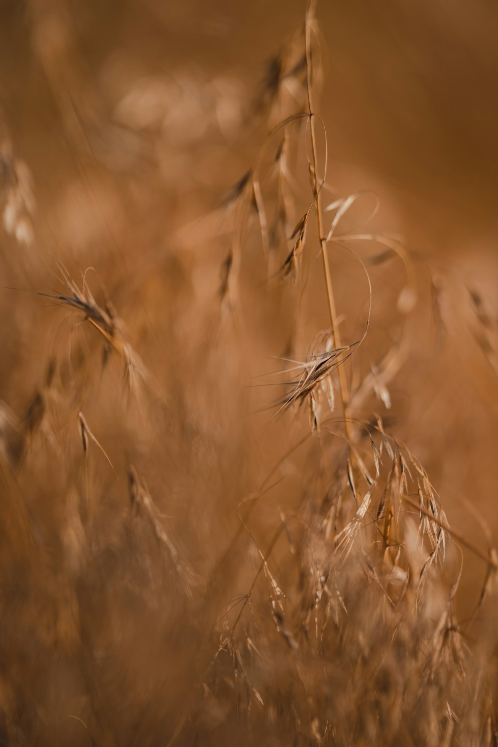 close up of a wheat