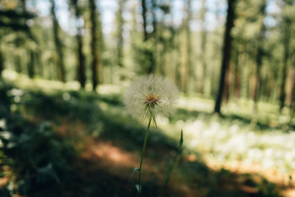 a dandelion flower in a forest