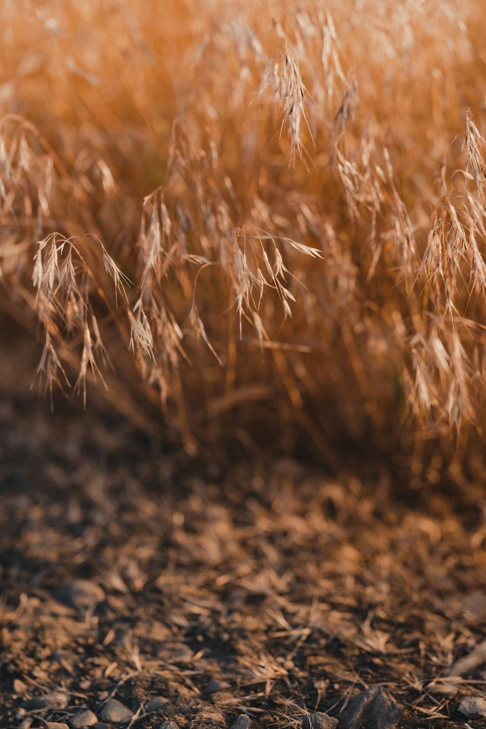 a close up of wheat