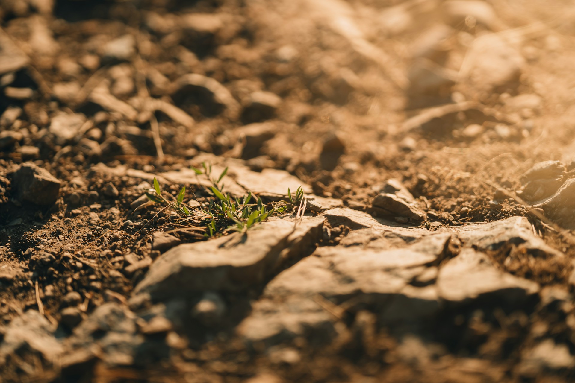 a small plant growing in the dirt