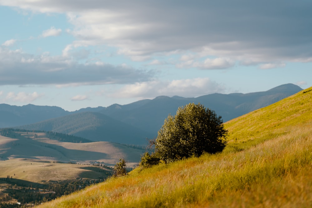 a grassy hill with trees and hills in the background