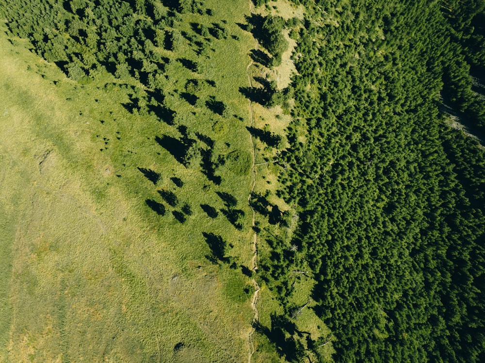 a large area of land with trees