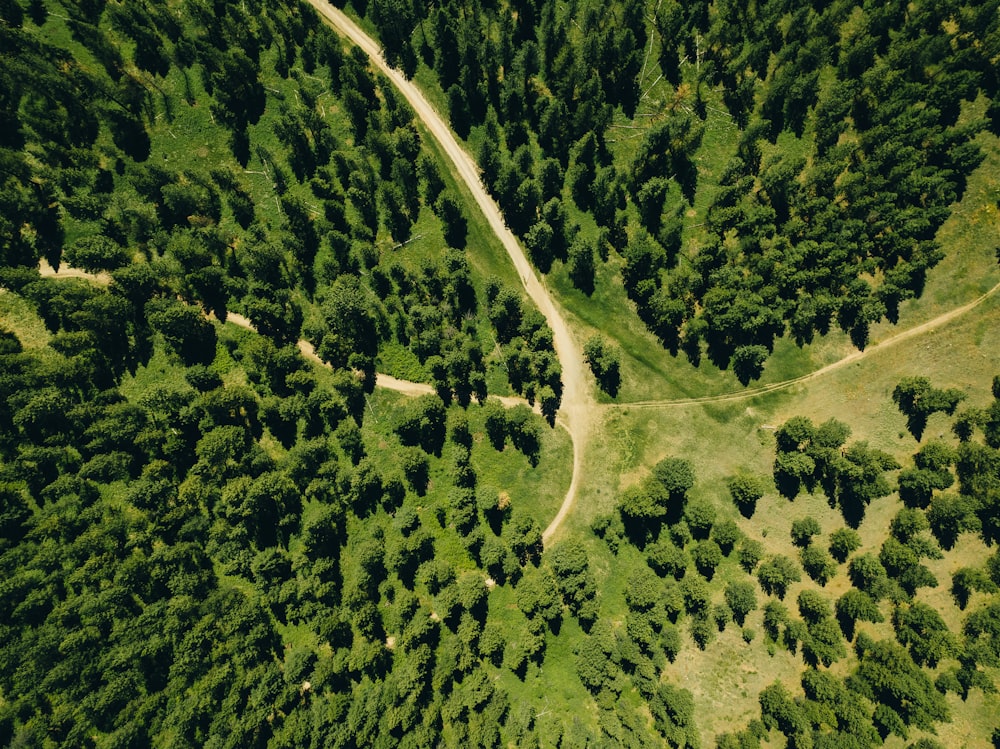 a road through a forest