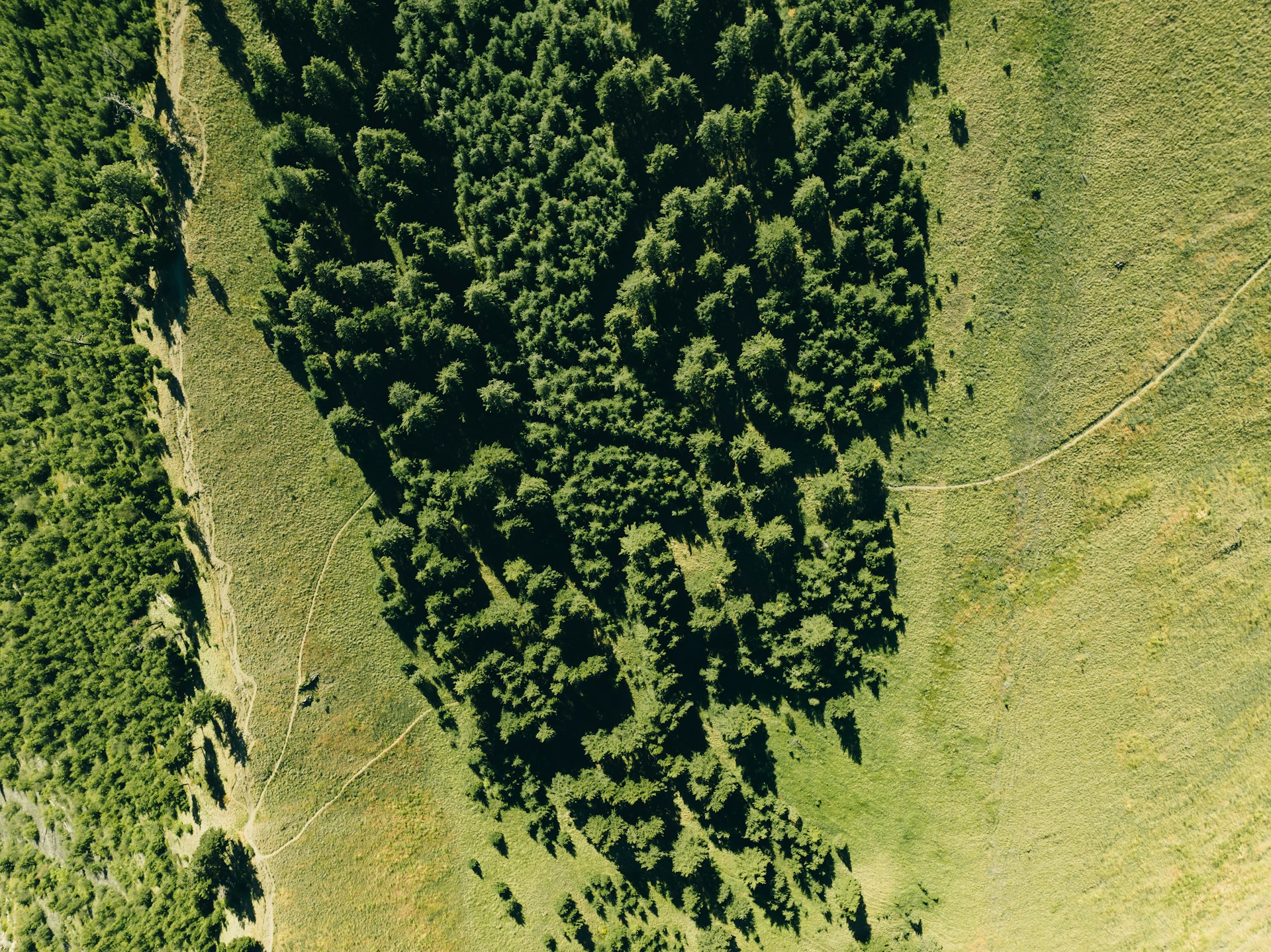 a large green tree