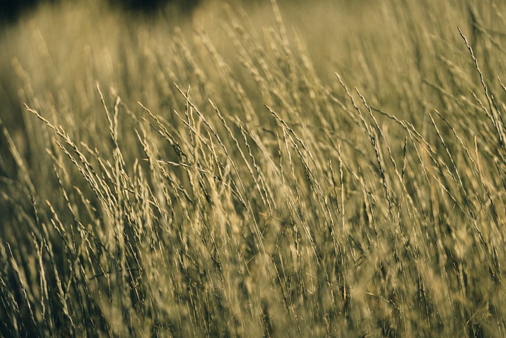 a field of grass