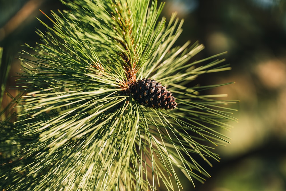 une pomme de pin sur un arbre