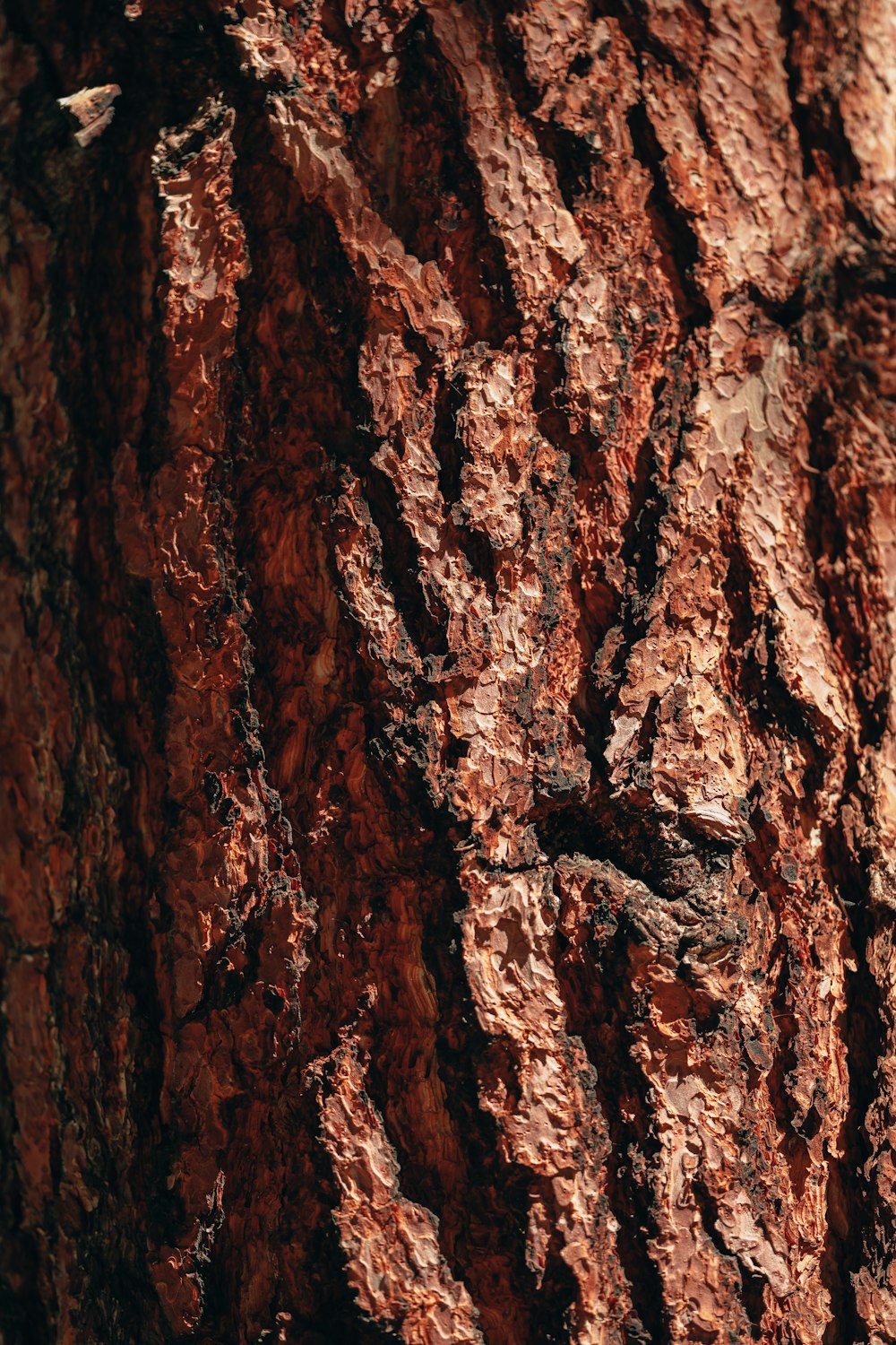 a close up of a tree trunk