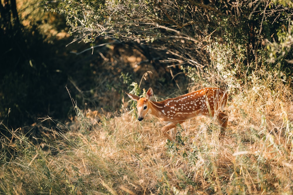 a deer in a field